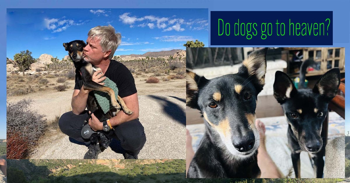 Do dogs go to heaven?